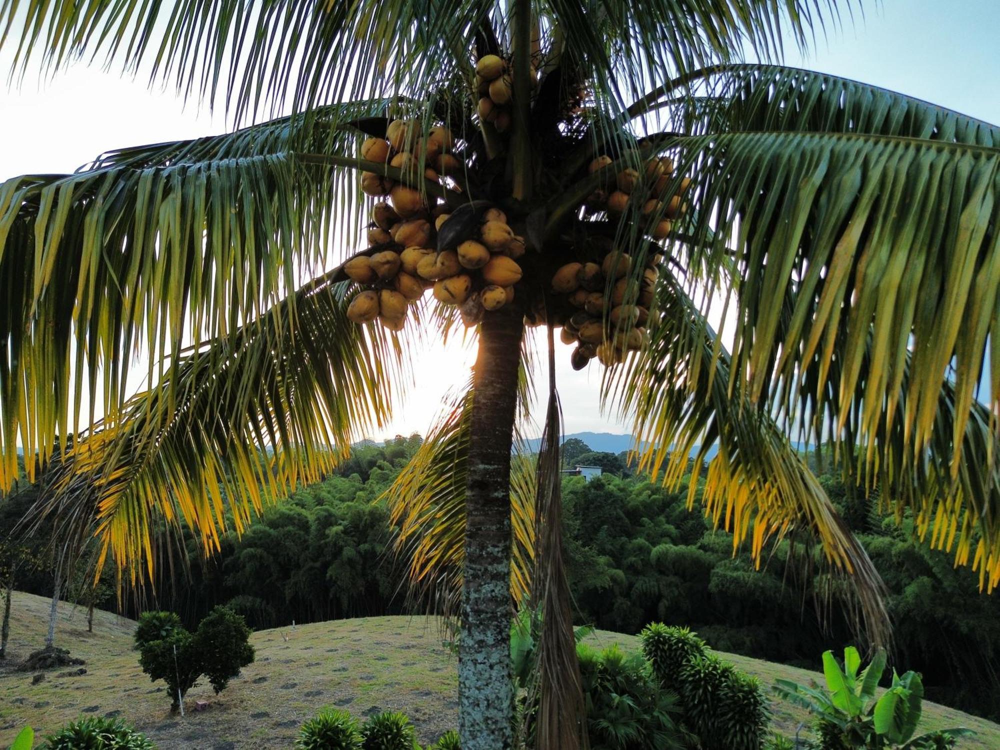 Finca Hotel Los Cocos مونتينيغرو المظهر الخارجي الصورة